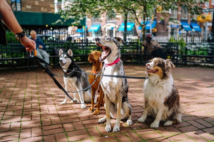 tax-advice-dog-walker Tax Advice Dog Walker Dog Sitter