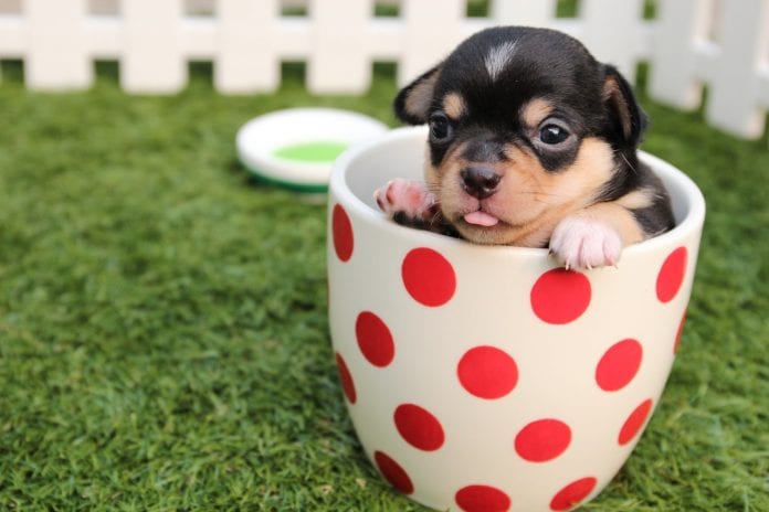 second-hand-goods-scheme-puppies